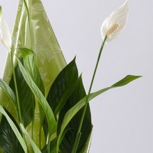 peace lily, plant, gift, www.thegravesendflorist.co.uk